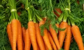 продуктивность моркови Осенний король