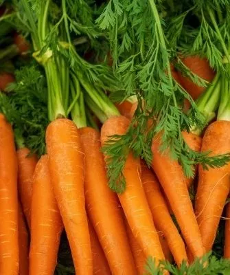 продуктивность моркови Осенний король
