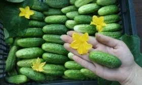 продуктивность огурцов Мини-Мини