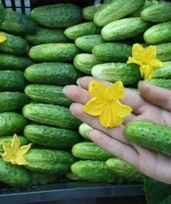 продуктивность огурцов Мини-Мини