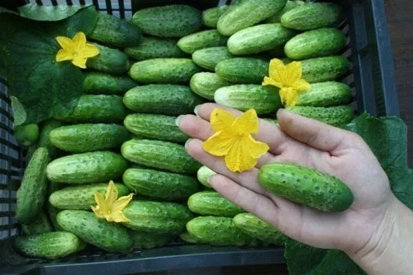 продуктивность огурцов Мини-Мини