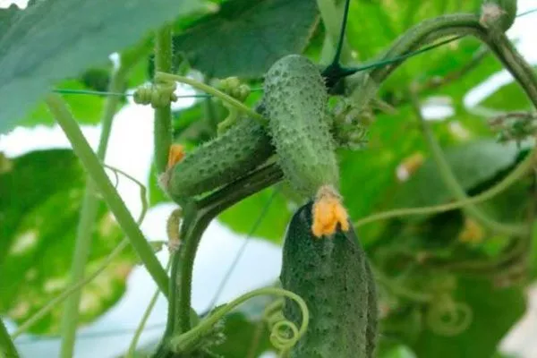 Сроки плодоношения