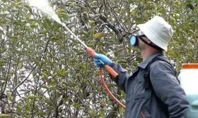 Профилактика болезней и вредителей