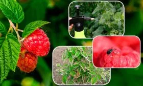 Профилактика и защита от вредителей и болезней