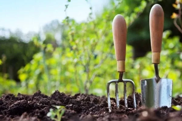 прополка и рыхление огурцов Зелёнка