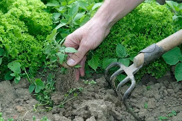 Прополка и рыхление