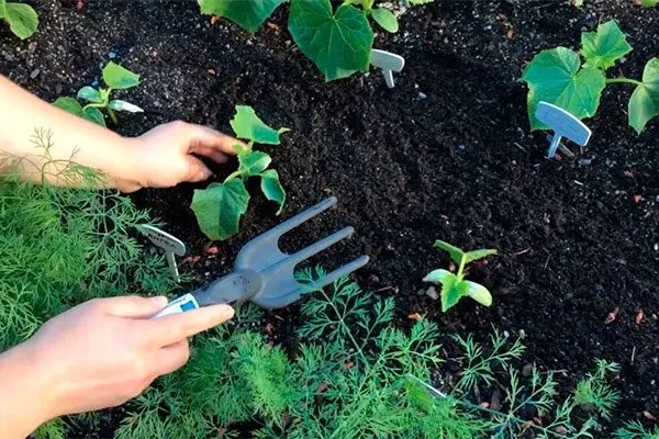 Прополка и мульчирование