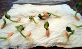 Проращивание посадочного материала