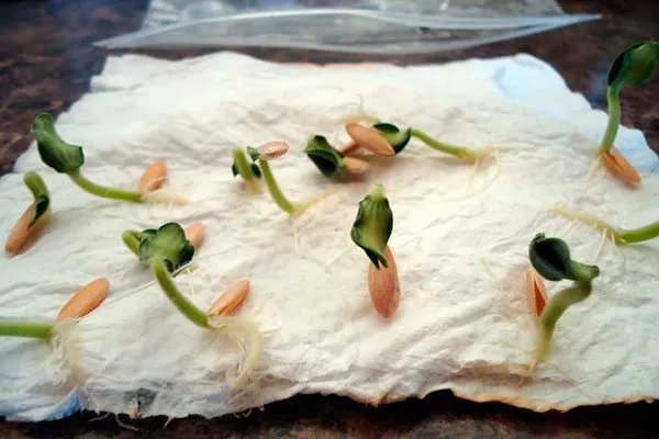 Проращивание посадочного материала