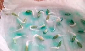 Проращивание семян