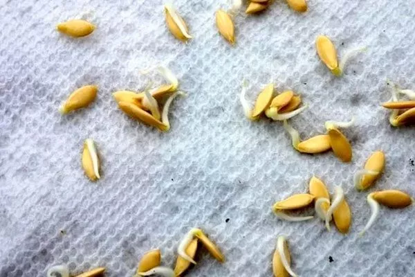 проращивание семян огурцов Адам