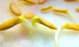 проращивание семян огурцов Окошко