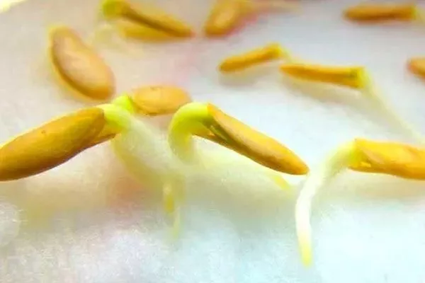 проращивание семян огурцов Окошко