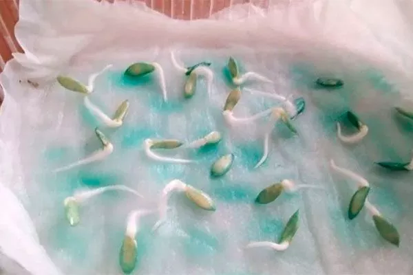 Проращивание семян