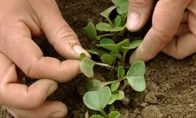 Прореживание