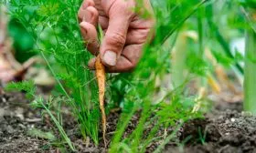 Прореживание моркови