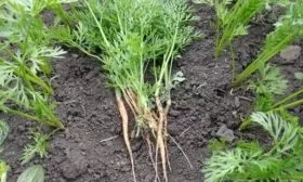 прореживание моркови Осенний король