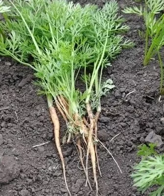 прореживание моркови Осенний король