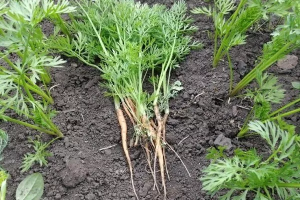 прореживание моркови Осенний король