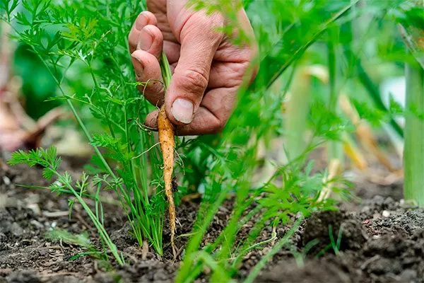Прореживание моркови