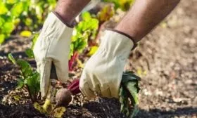 прореживание свеклы