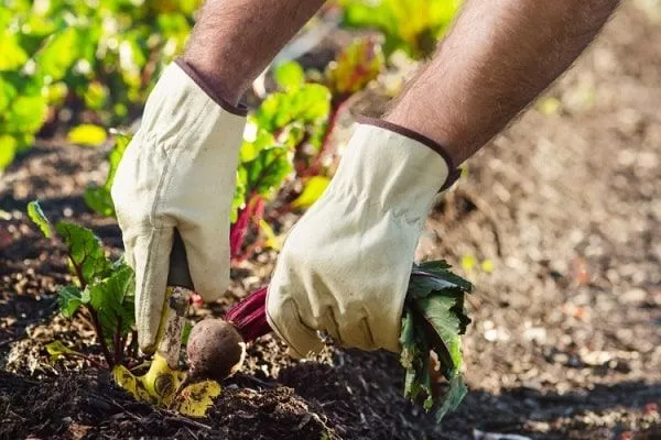 прореживание свеклы