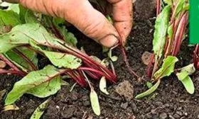 прореживание свеклы