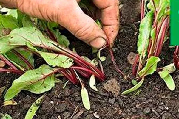 прореживание свеклы