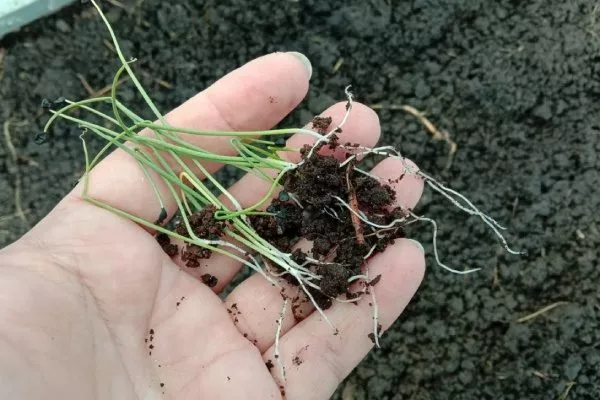 прореживание всходов лука апрельский