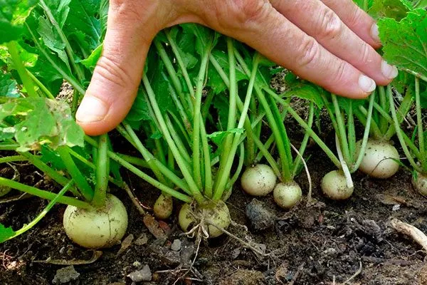 прореживание