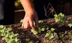 Прореживайте посадку редиса