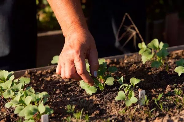 Прореживайте посадку редиса