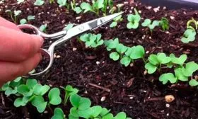 Прореживайте посадку