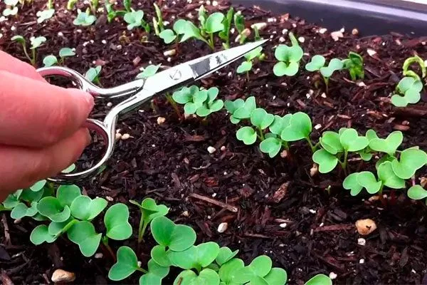 Прореживайте посадку