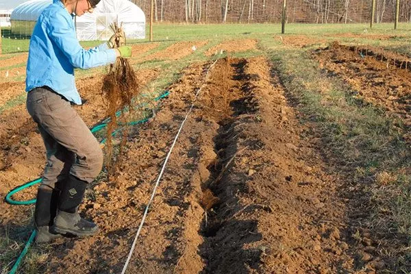 Процесс посадки саженцев Малина Оранжевое Чудо