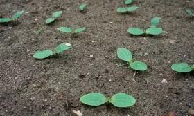 Прямая посадка на грядки