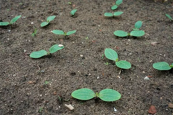 Прямая посадка на грядки