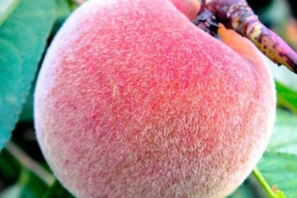 пушистый персик