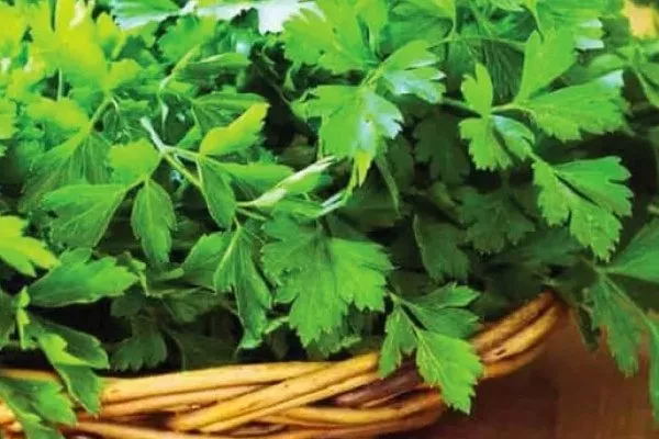 зелень петрушки Универсальная