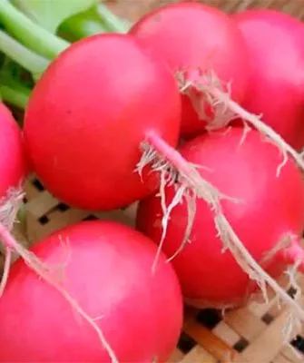 Представление о сорте