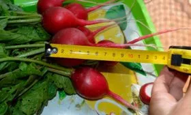 Представление о сорте