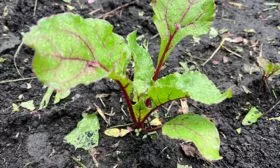 Ключевые правила возделывания