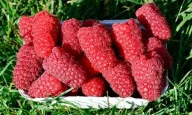 Сбор и переработка урожая