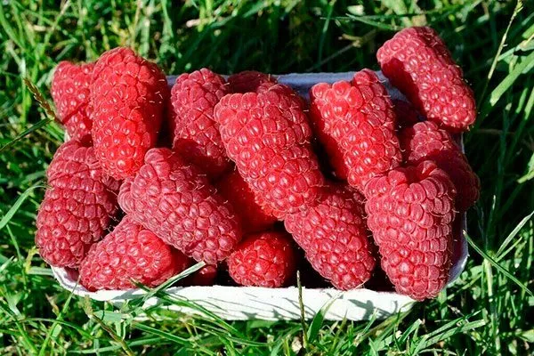 Сбор и переработка урожая