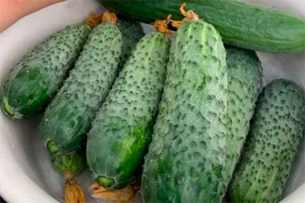 Вкус и предназначение