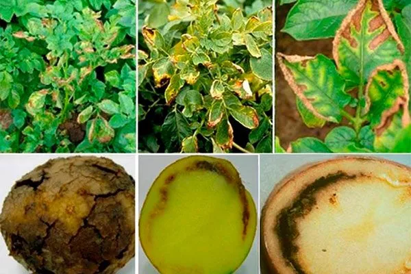 Вредители и заболевания