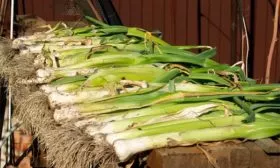 Сушка лука на хранение