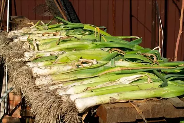 Сушка лука на хранение