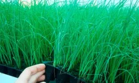 рассада лука