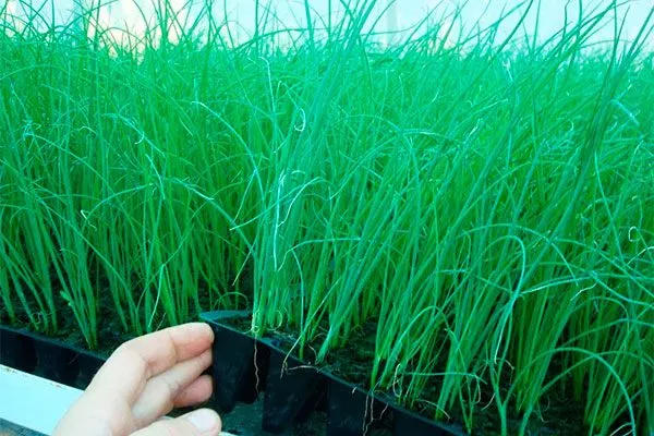 рассада лука